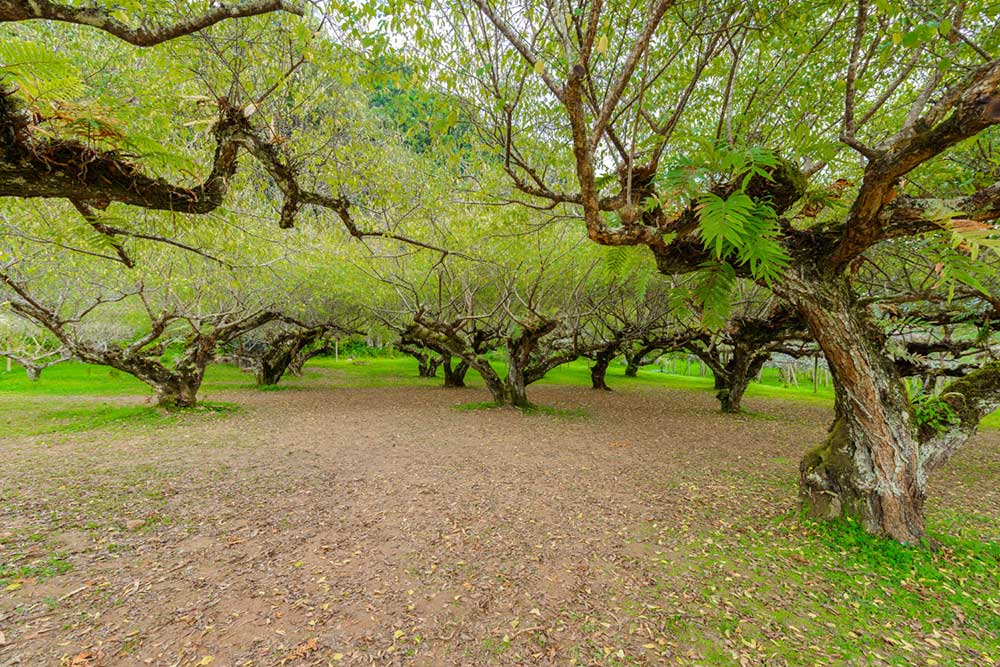 Japanese Tree