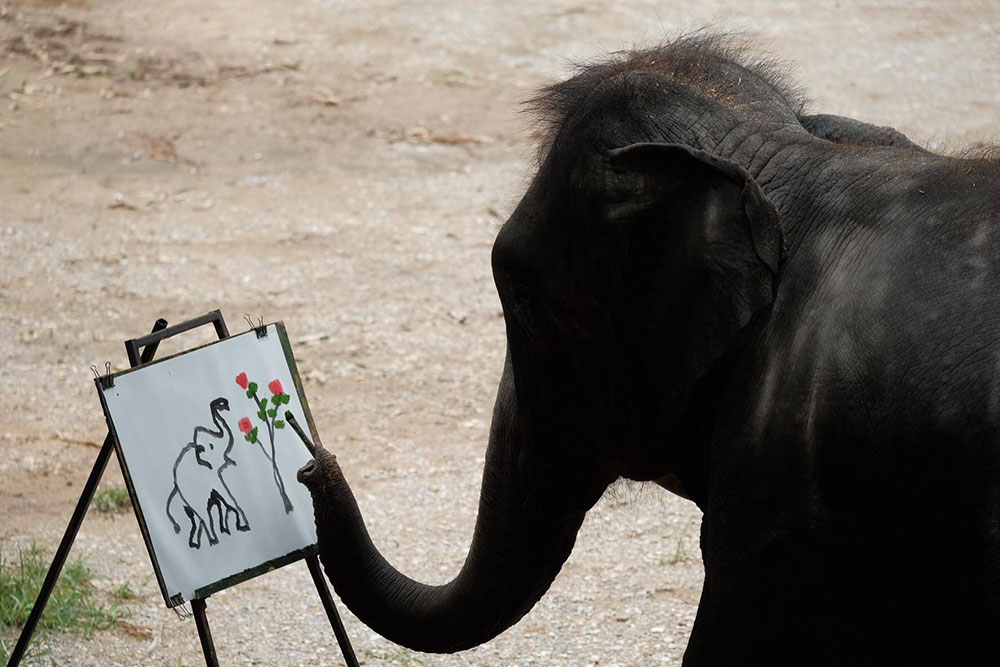 Elephant Show