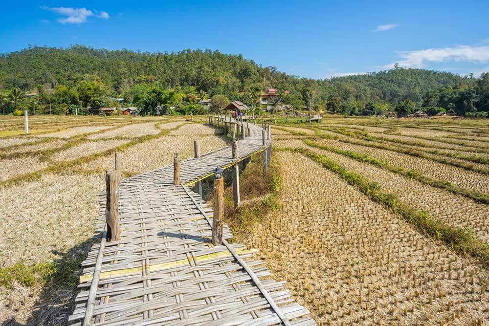 Bamboo Bridge